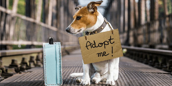 Mascotas y medicina veterinaria, oportunidad de nicho inmobiliario en EU