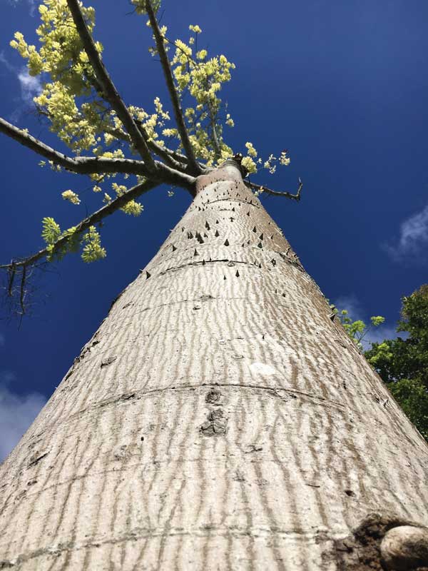 Real Estate,Real Estate Market &amp;Lifestyle,Real Estate México,Infraestructura 2020,Infraestructura,Tren Maya, vanguardia en protección ambiental, Árbol de chicle.