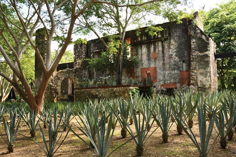 Real Estate Market &amp;amp;amp; Lifestyle,Real Estate,Mérida,Yucatán,Inversión,Henequén, El 'oro verde' que forjó un Estado, Chablé Plantación de henequén en Yucatán.