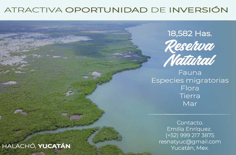 Real Estate Market &amp; Lifestyle,Real Estate,Mérida,Yucatán,Inversión,Publicidad, 