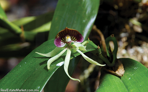 Más de 160 especies de flora y fauna, en la zona, están protegidas por la ley.